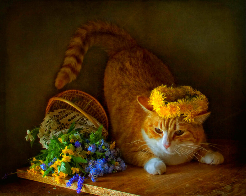 Orange Tabby Cat — Brown, Serene, Spring, Photograph, Flower Crown