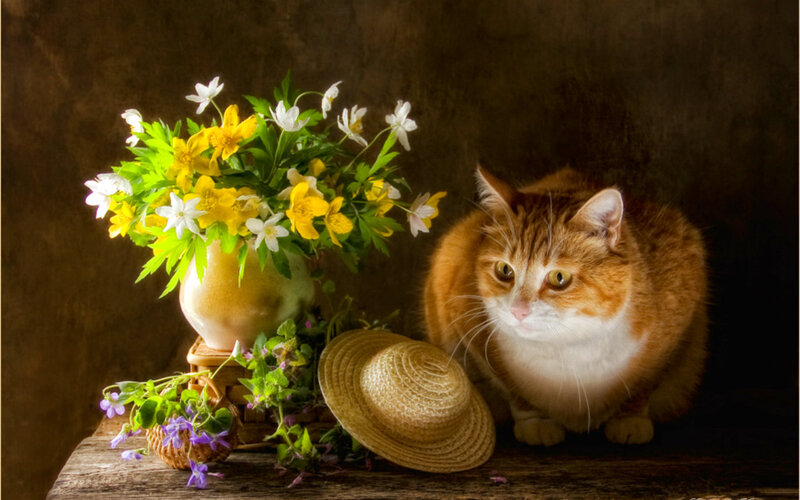 Orange Tabby Cat — Brown, Serene, Spring, Photograph, Flowers