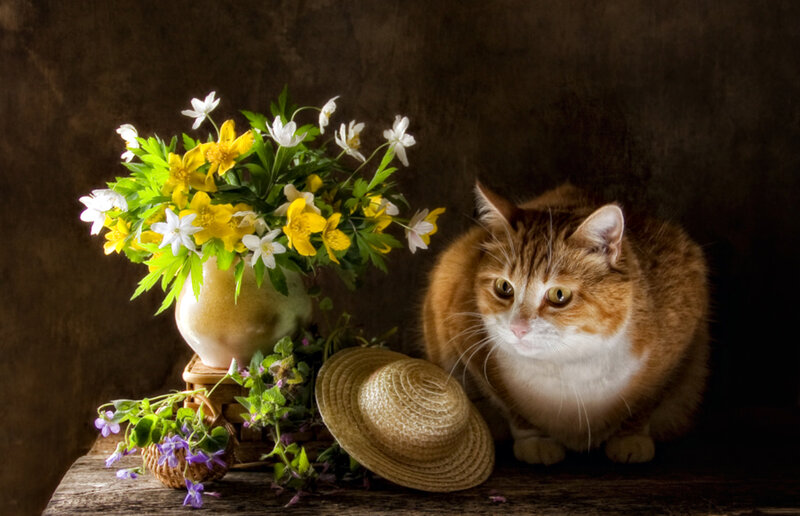 Orange Tabby Cat — Brown, Serene, Spring, Photograph