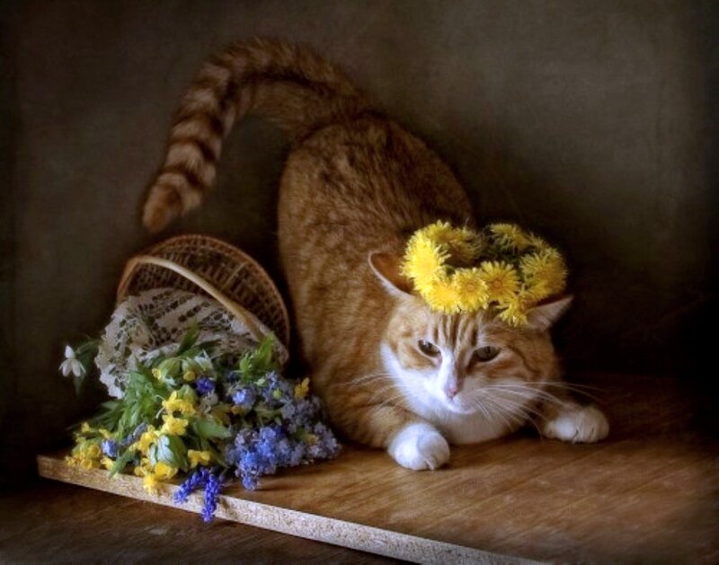 Orange Tabby Cat — Brown, Serene, Spring