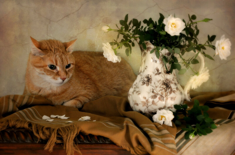 Orange Tabby Cat — Brown, Serene