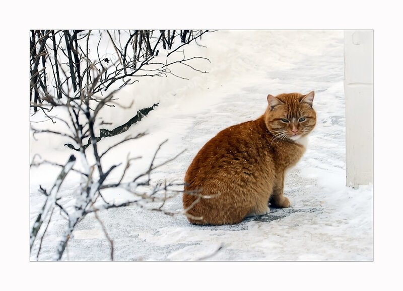 Orange Tabby Cat — Brown