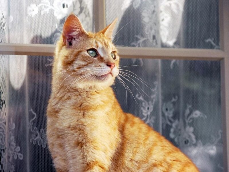orange tabby cat by window