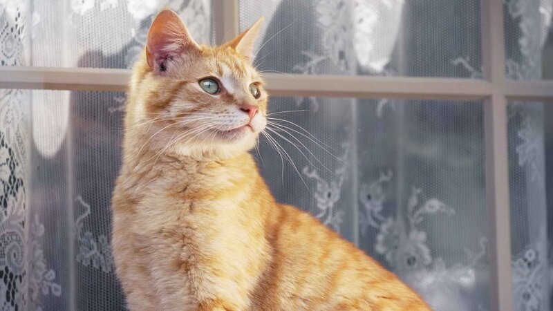 orange tabby cat by window