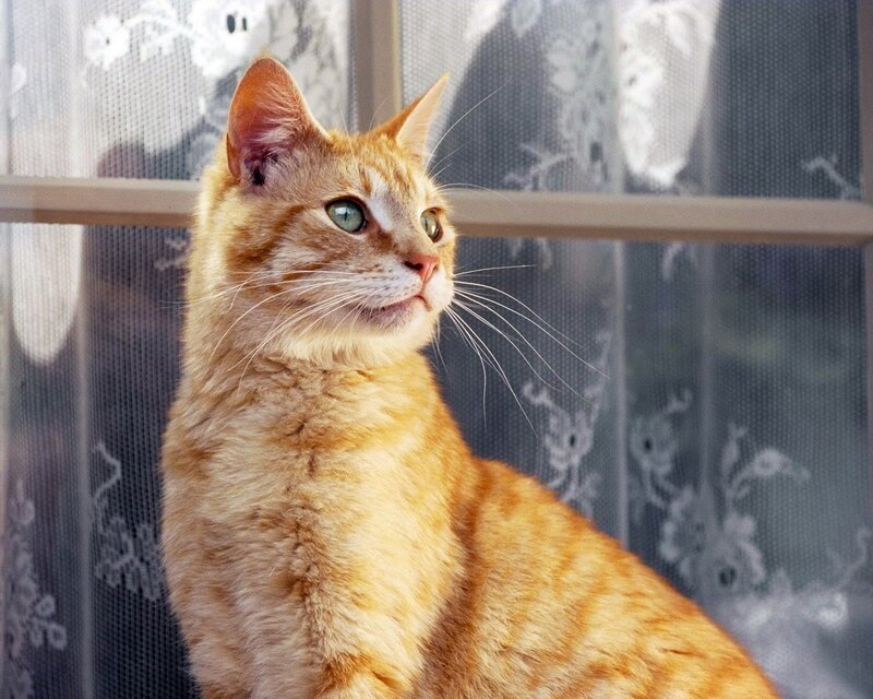 orange tabby cat by window