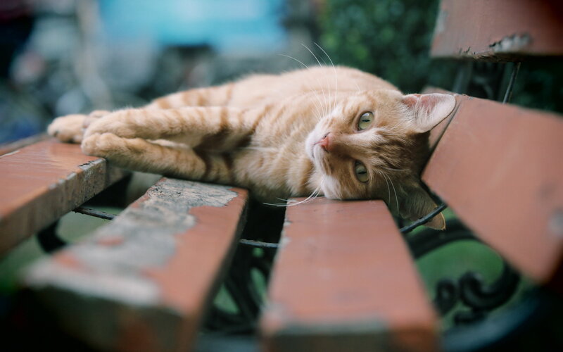 Orange Tabby Cat — Calm, Afternoon, Photograph, Bench