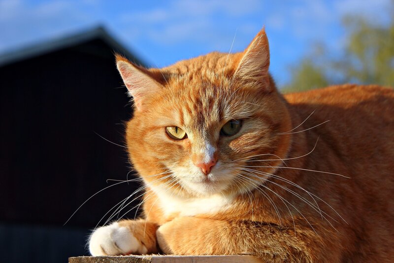 Orange Tabby Cat — Calm, Afternoon, Photograph, Blue Sky, Building, Whiskers