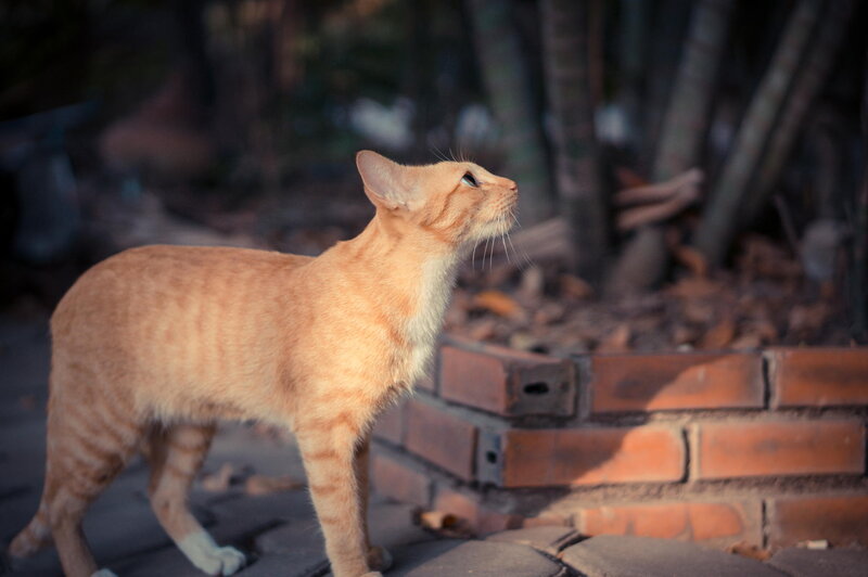 Orange Tabby Cat — Calm, Afternoon, Photograph, Brick Wall