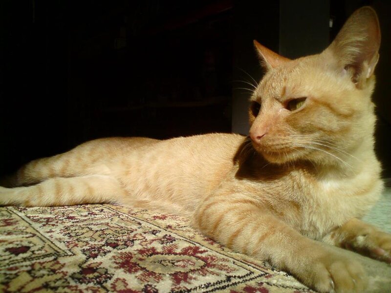 Orange Tabby Cat — Calm, Afternoon, Photograph, Carpet, Sunlight