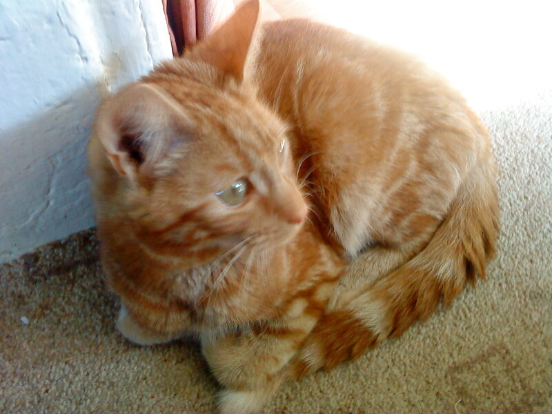 Orange Tabby Cat — Calm, Afternoon, Photograph, Carpet