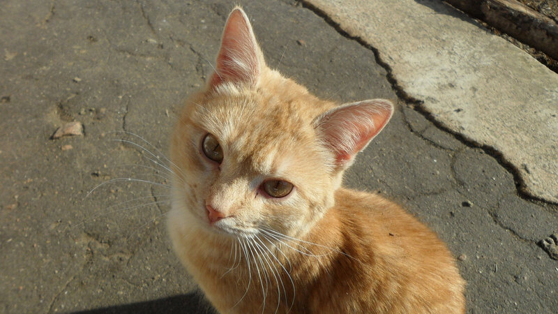 Orange Tabby Cat — Calm, Afternoon, Photograph, Concrete