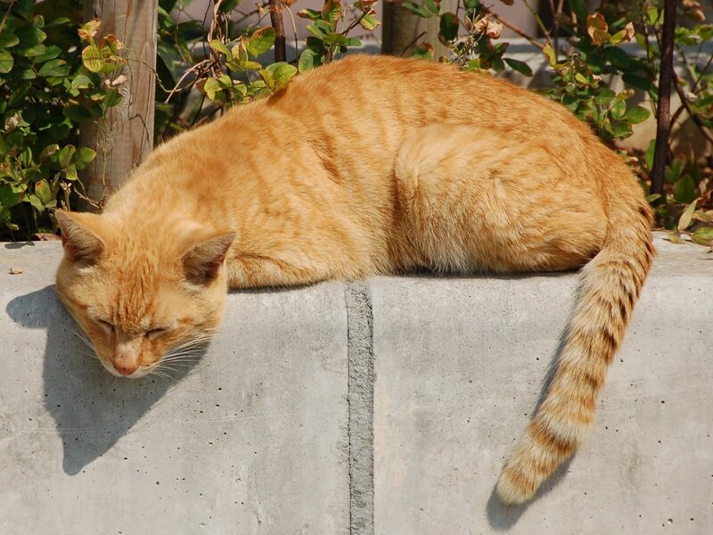 Orange Tabby Cat — Calm, Afternoon, Photograph, Concrete Wall, Bushes