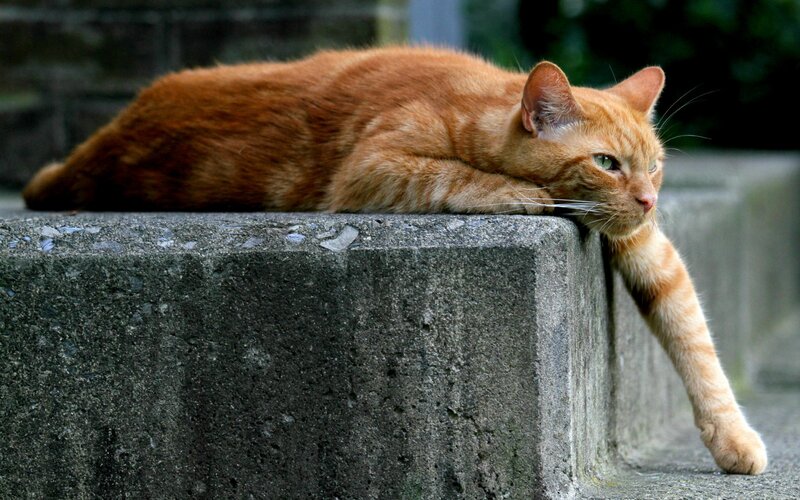 Orange Tabby Cat — Calm, Afternoon, Photograph, Concrete Wall, Green Foliage