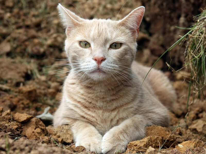 Orange Tabby Cat — Calm, Afternoon, Photograph, Dirt