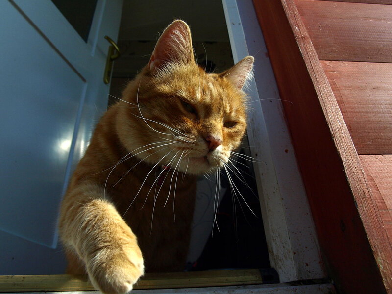 Orange Tabby Cat — Calm, Afternoon, Photograph, Door