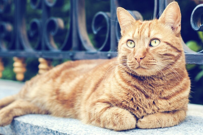 Orange Tabby Cat — Calm, Afternoon, Photograph, Fence, Stone