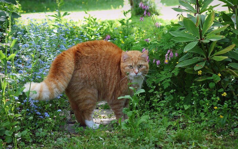 Orange Tabby Cat — Calm, Afternoon, Photograph, Flowers
