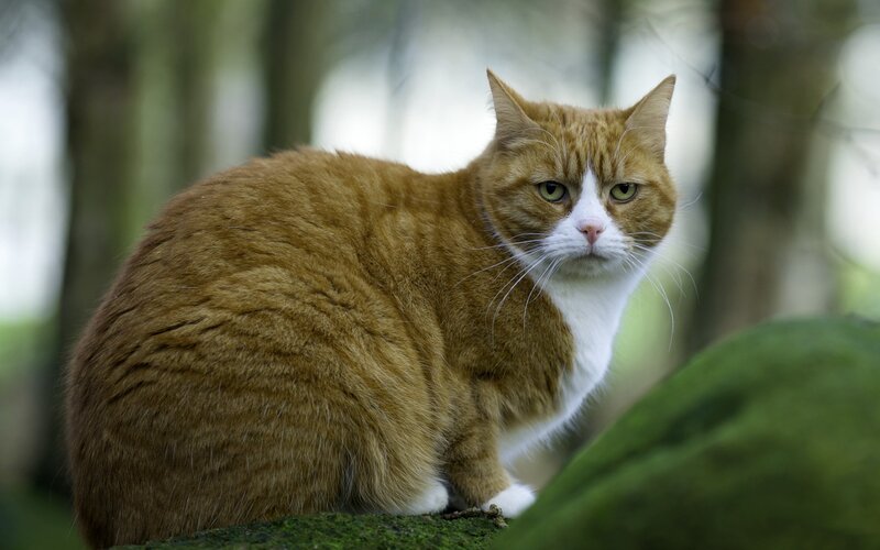 Orange Tabby Cat — Calm, Afternoon, Photograph, Forest