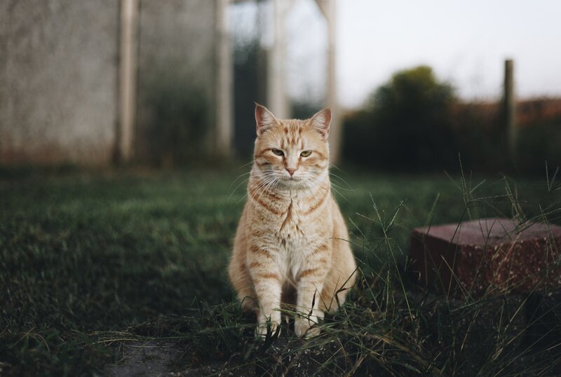 Orange Tabby Cat — Calm, Afternoon, Photograph, Grass, Brick