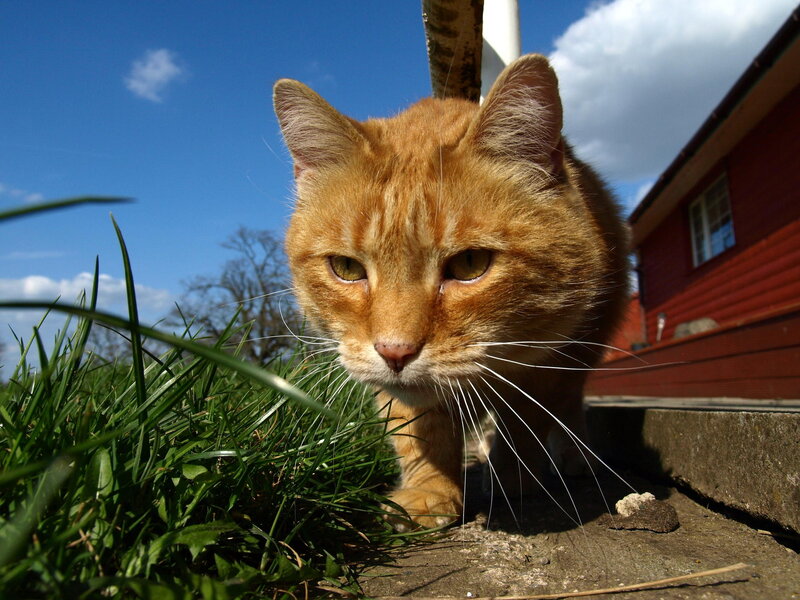 Orange Tabby Cat — Calm, Afternoon, Photograph, Grass, Building