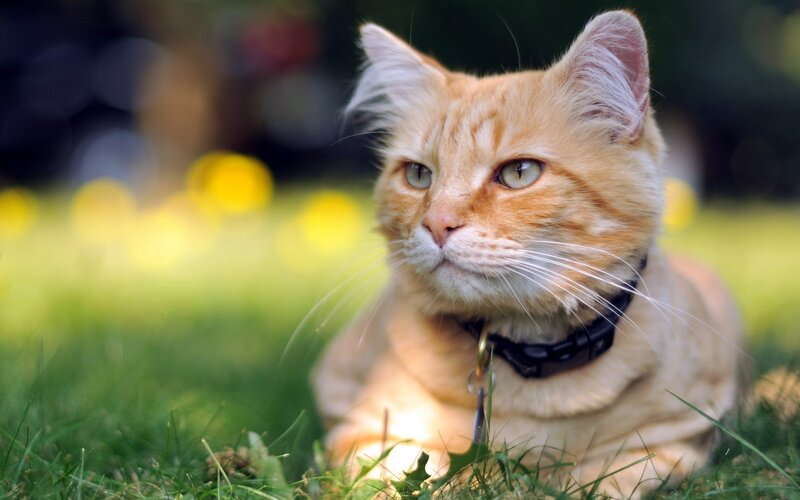 Orange Tabby Cat — Calm, Afternoon, Photograph, Grass, Collar