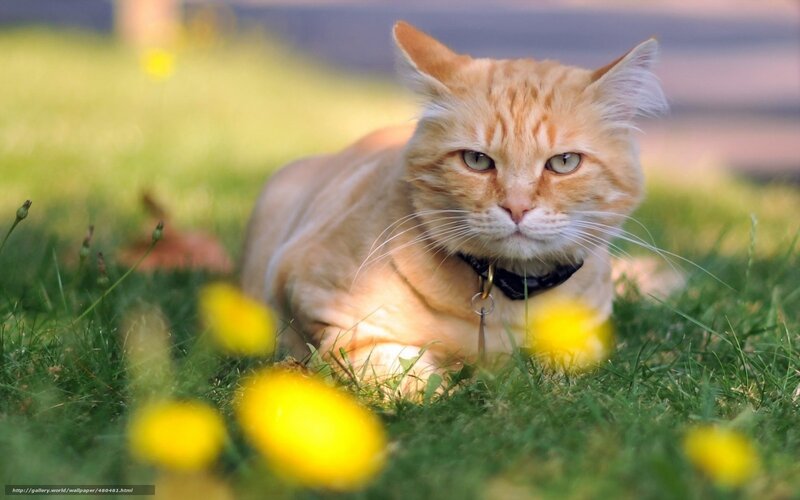 Orange Tabby Cat — Calm, Afternoon, Photograph, Grass, Flowers, Collar