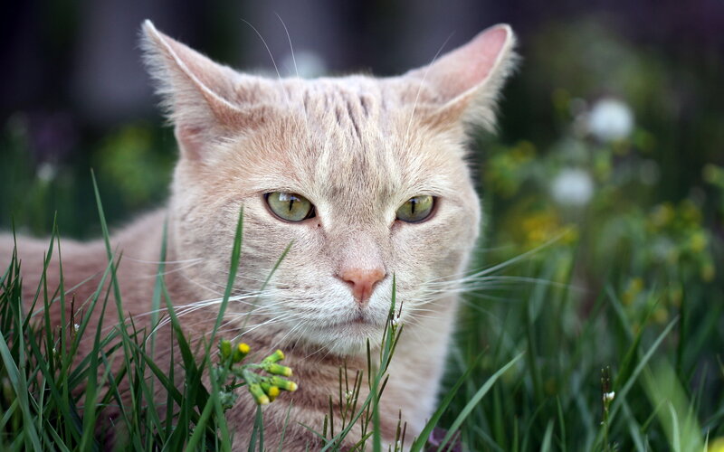 Orange Tabby Cat — Calm, Afternoon, Photograph, Grass, Flowers, Whiskers