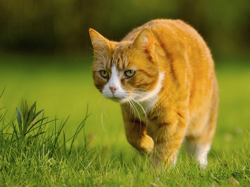 Orange Tabby Cat — Calm, Afternoon, Photograph, Grass, Green Field