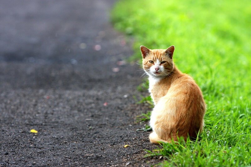 Orange Tabby Cat — Calm, Afternoon, Photograph, Grass, Path