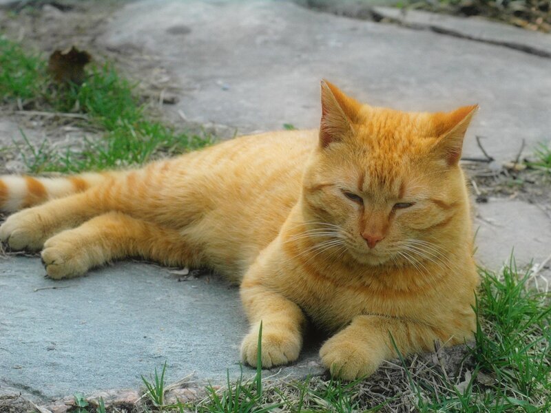 Orange Tabby Cat — Calm, Afternoon, Photograph, Grass, Pavement, Green, Gray