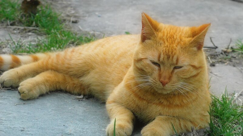 Orange Tabby Cat — Calm, Afternoon, Photograph, Grass, Pavement