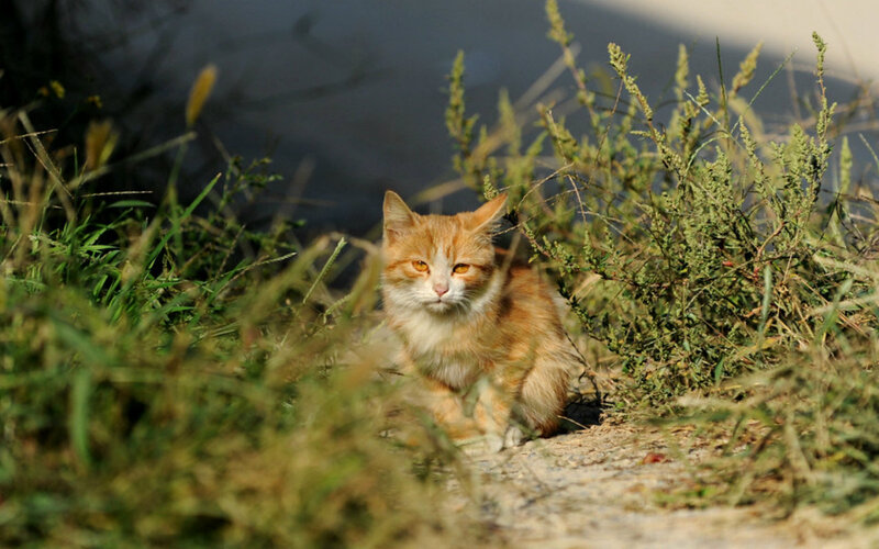 Orange Tabby Cat — Calm, Afternoon, Photograph, Grass, Plants