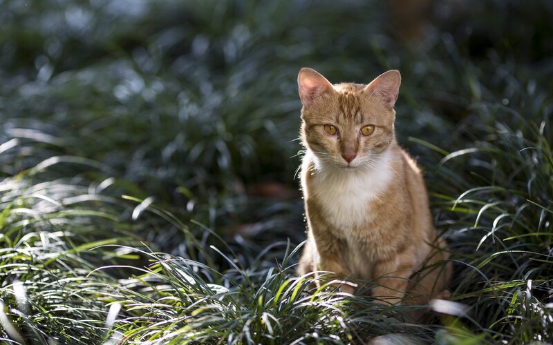 Orange Tabby Cat — Calm, Afternoon, Photograph, Grass, Sunlight, Green, White