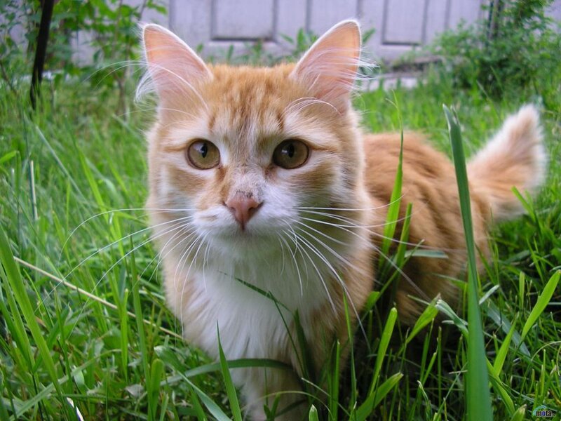 Orange Tabby Cat — Calm, Afternoon, Photograph, Grass