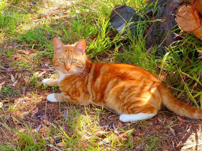 Orange Tabby Cat — Calm, Afternoon, Photograph, Grass, Tree Stump