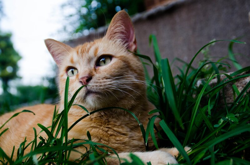Orange Tabby Cat — Calm, Afternoon, Photograph, Grass, Wall