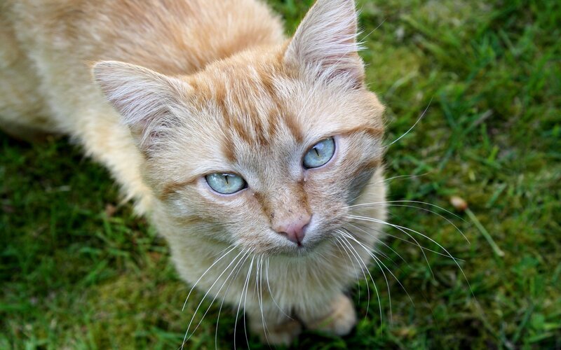 Orange Tabby Cat — Calm, Afternoon, Photograph, Grass, Whiskers, Green