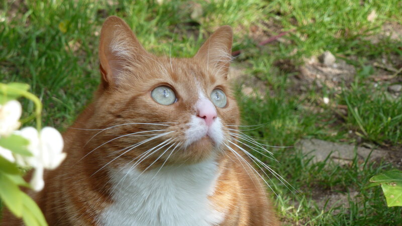 Orange Tabby Cat — Calm, Afternoon, Photograph, Grass, White Flowers