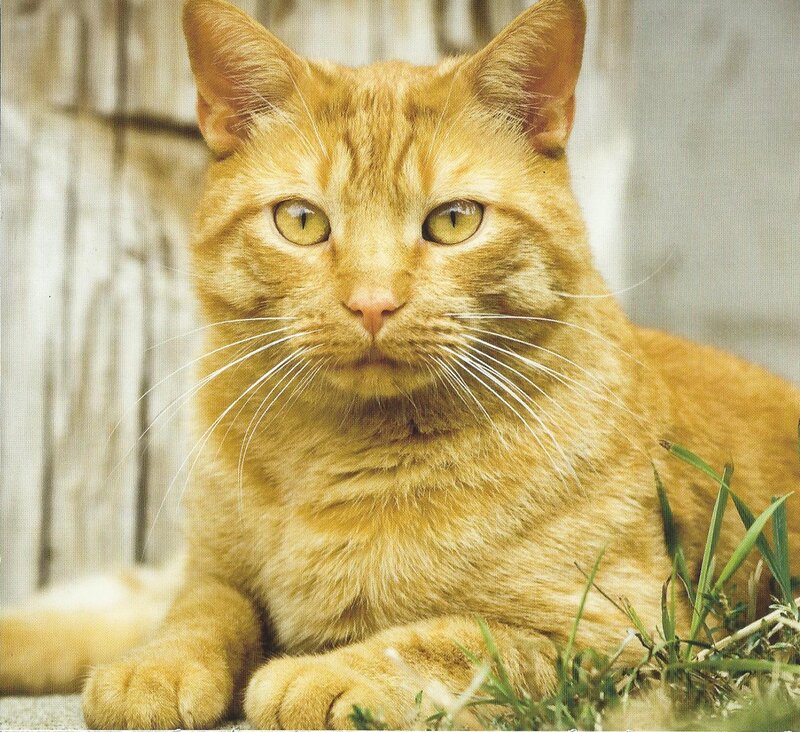 Orange Tabby Cat — Calm, Afternoon, Photograph, Grass, Wooden Wall