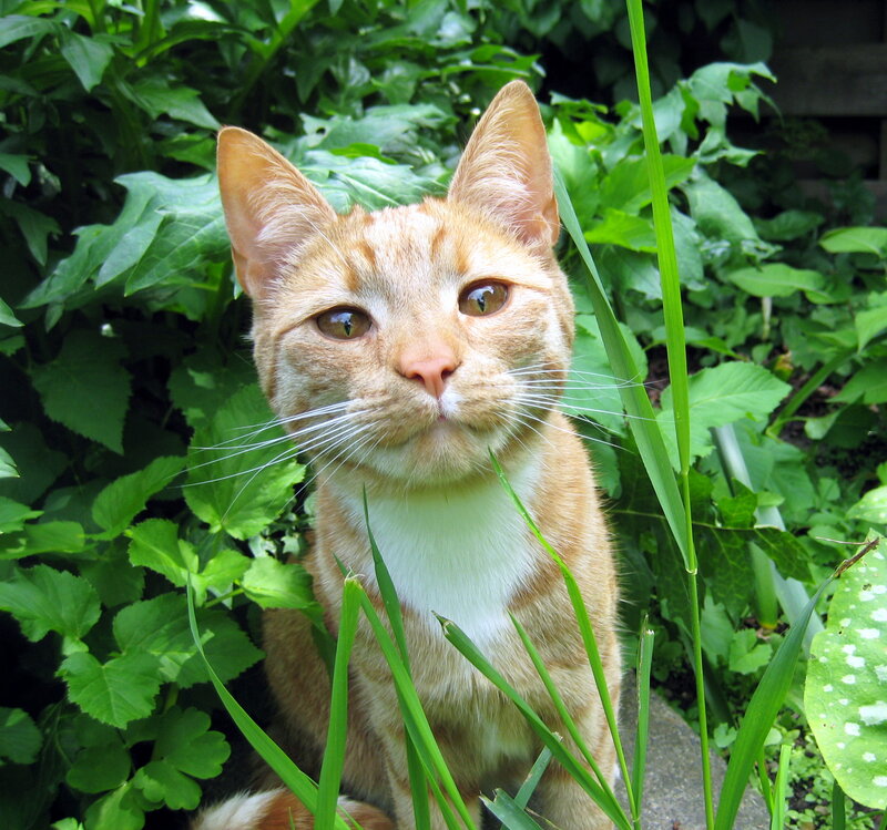 Orange Tabby Cat — Calm, Afternoon, Photograph, Green Leaves, Grass