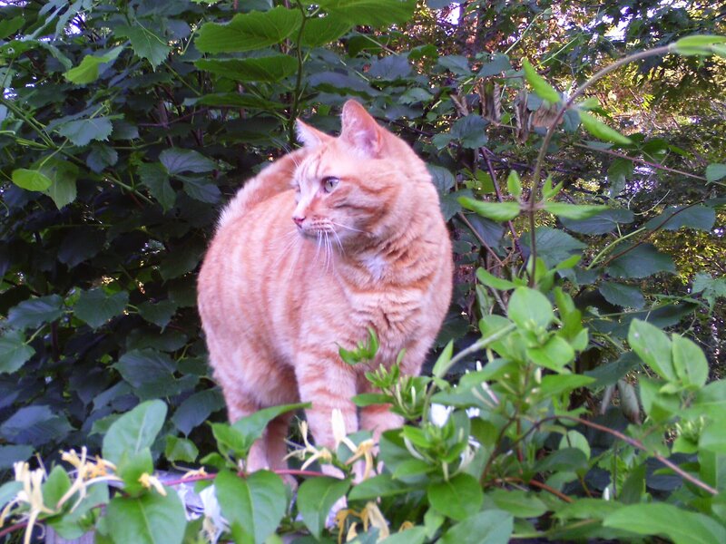Orange Tabby Cat — Calm, Afternoon, Photograph, Green Leaves