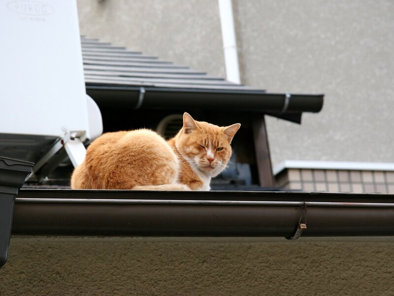 Orange Tabby Cat — Calm, Afternoon, Photograph, Gutter