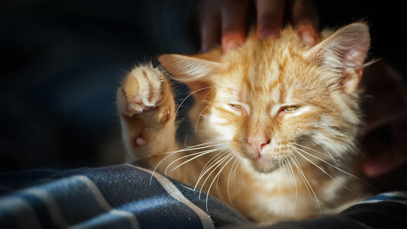 Orange Tabby Cat — Calm, Afternoon, Photograph, Hand