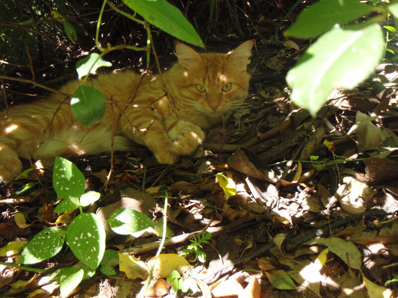 Orange Tabby Cat — Calm, Afternoon, Photograph, Leaves