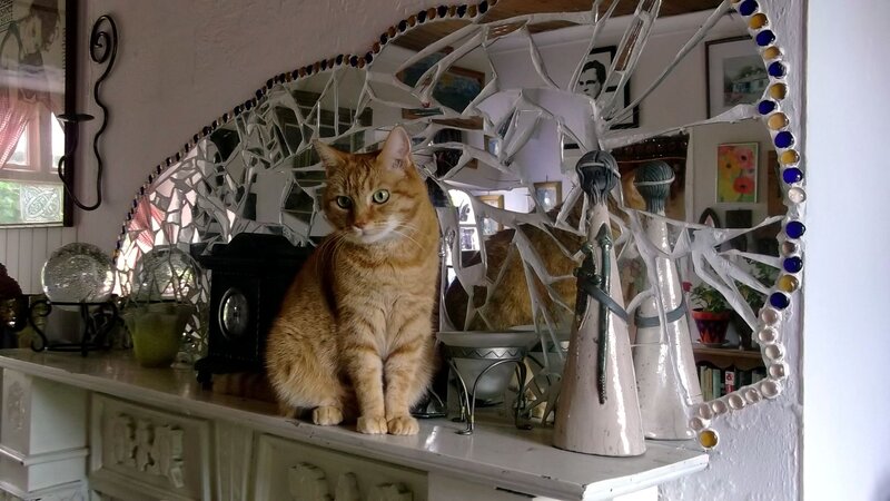 Orange Tabby Cat — Calm, Afternoon, Photograph, Mirror