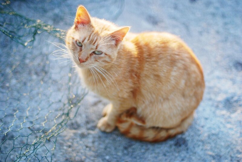 Orange Tabby Cat — Calm, Afternoon, Photograph, Net