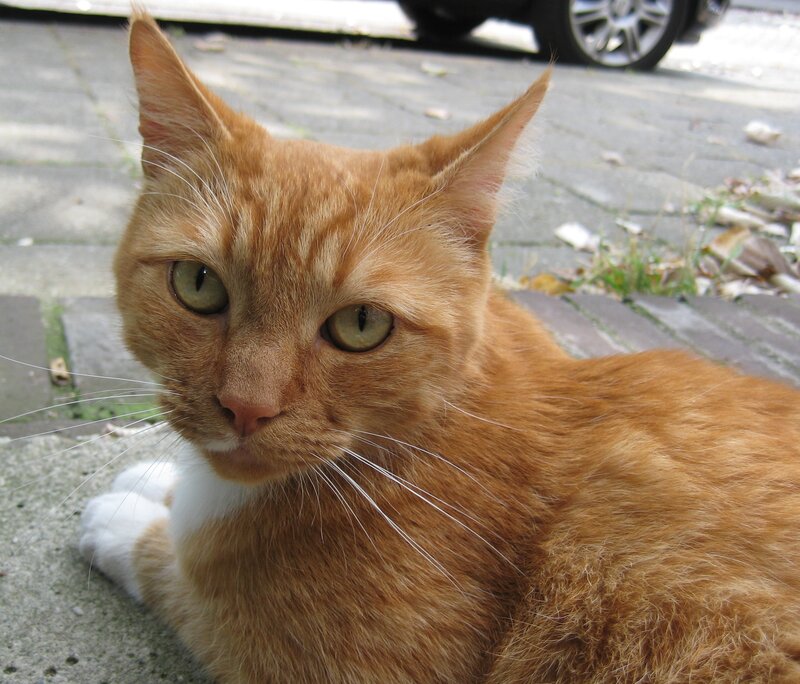 Orange Tabby Cat — Calm, Afternoon, Photograph, Pavement, Car Wheel
