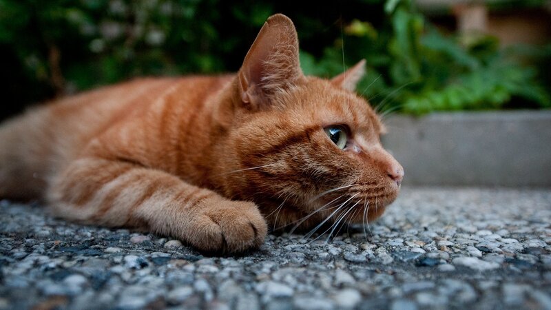 Orange Tabby Cat — Calm, Afternoon, Photograph, Pavement, Greenery