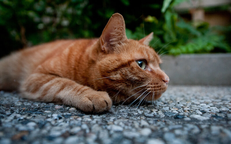 Orange Tabby Cat — Calm, Afternoon, Photograph, Pavement