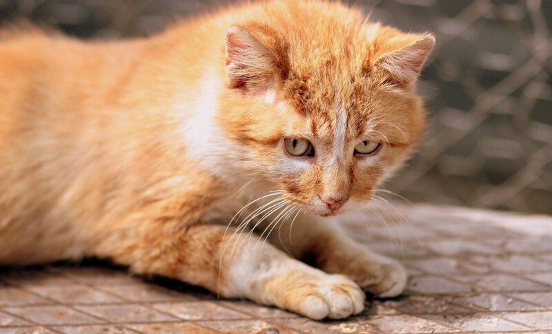 Orange Tabby Cat — Calm, Afternoon, Photograph, Pavement, Whiskers